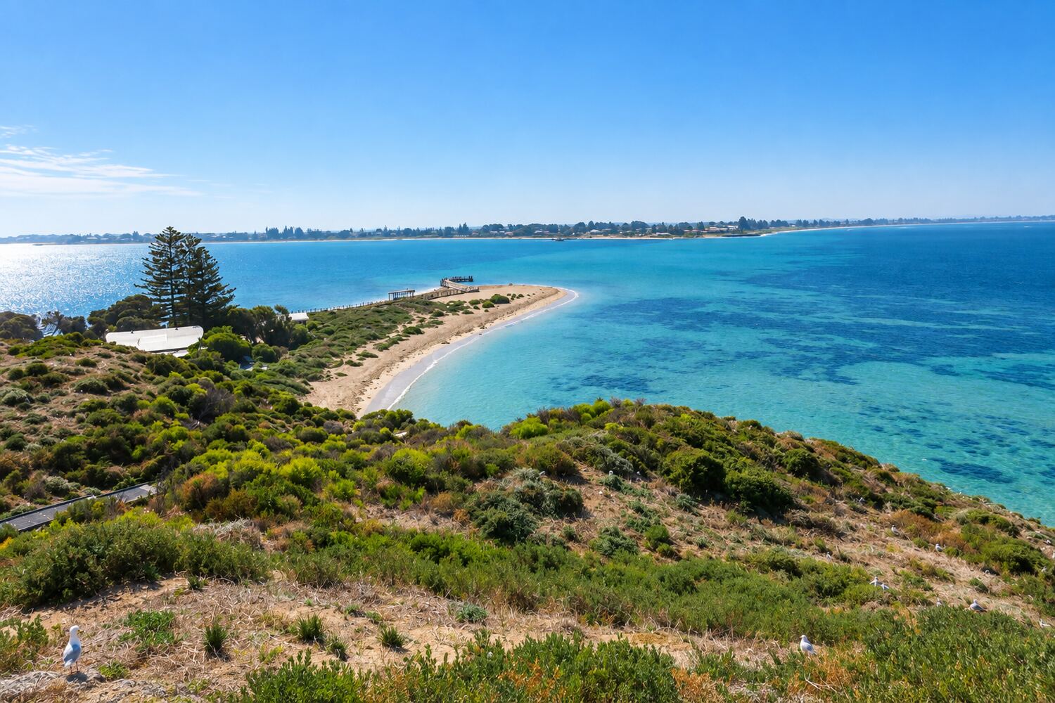 Penguin Island near Rockingham, Western Australia