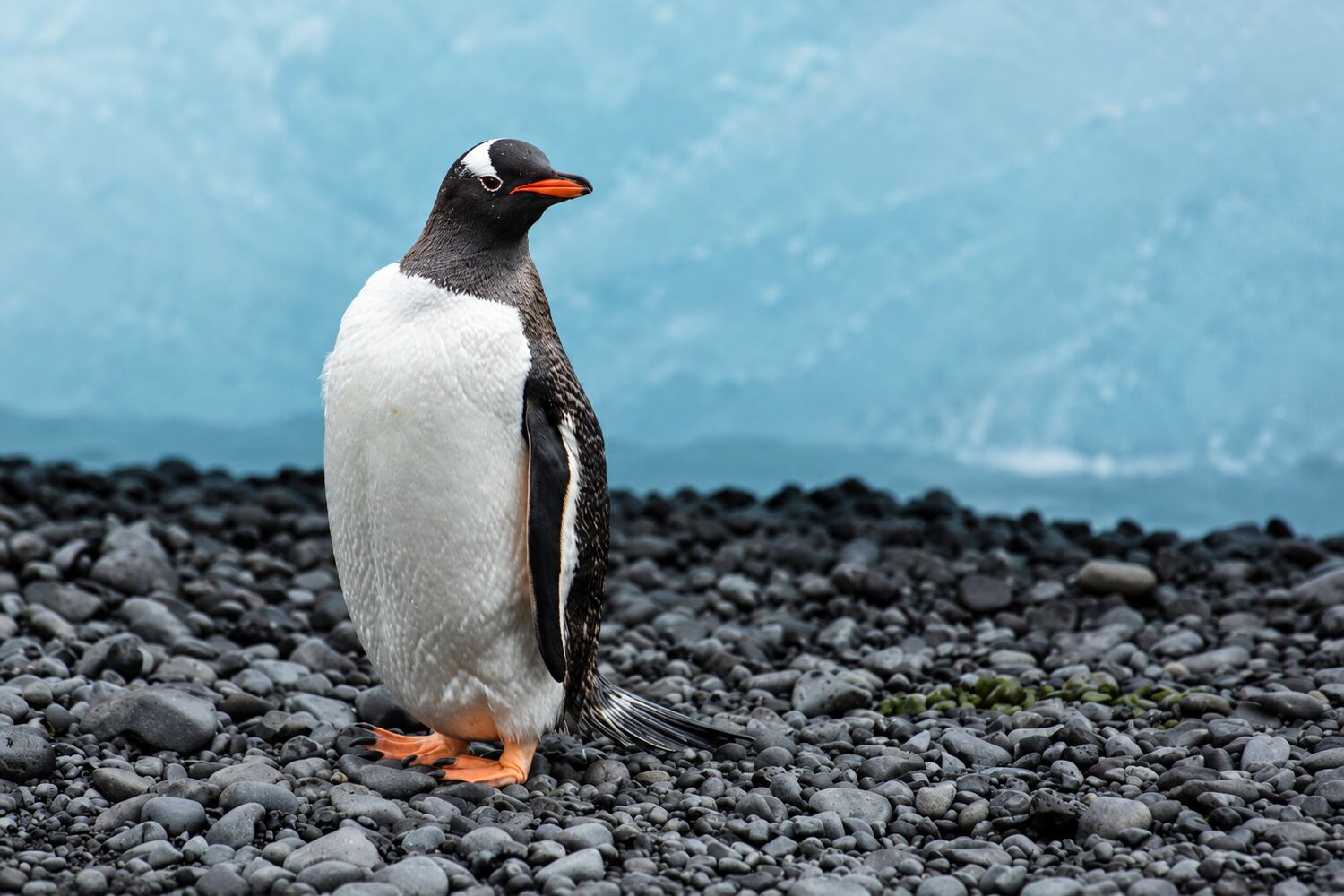 Gentoo penguin with white crown patch