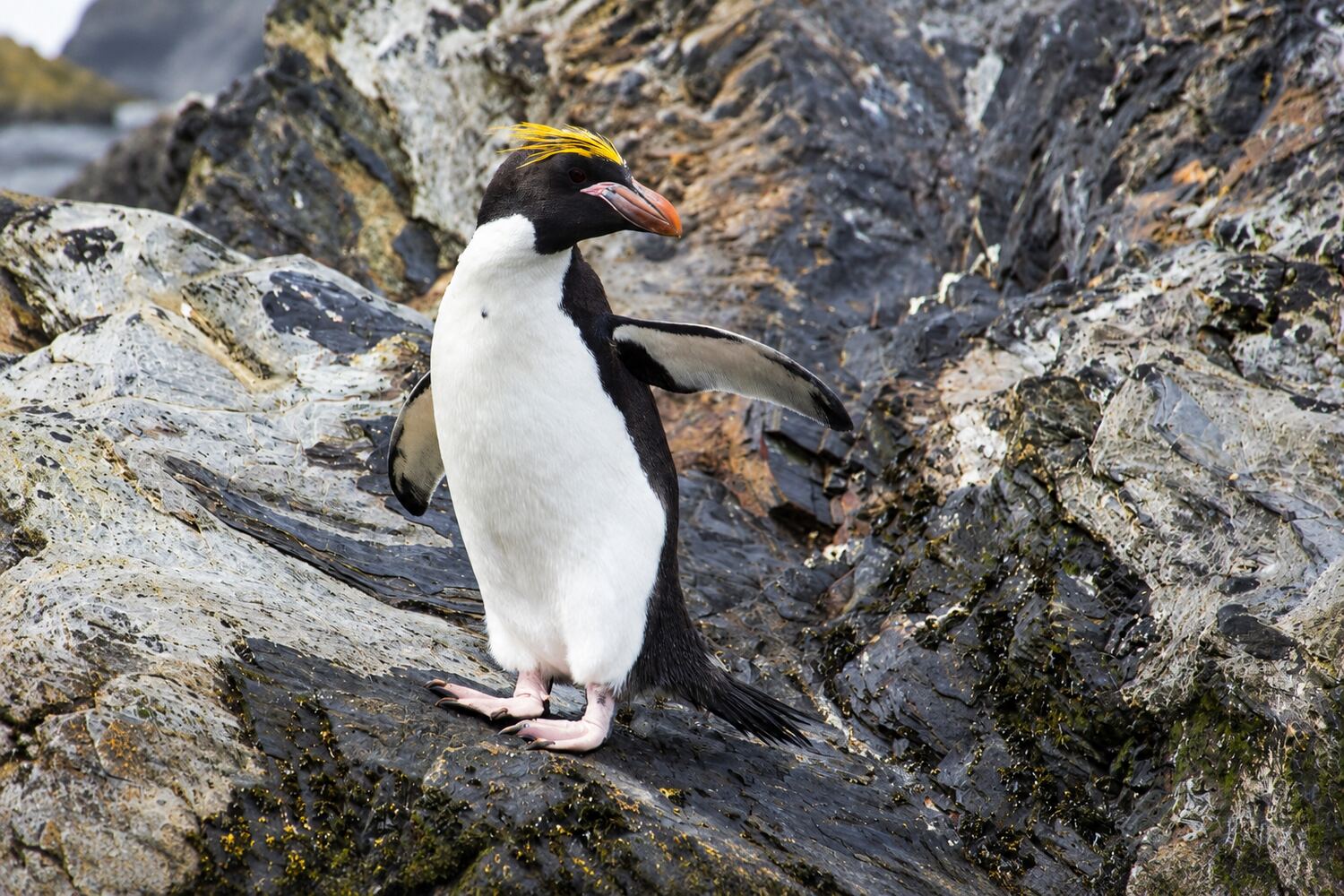 A macaroni penguin on a rocky slope